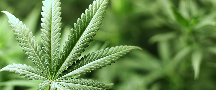 baner3_canna.png